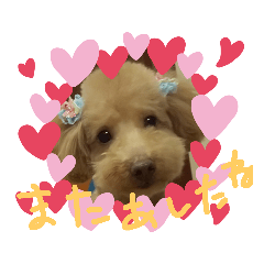 dogindoor