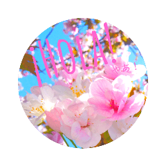 cherry blossom  japan7♡(Spain語Spanish)