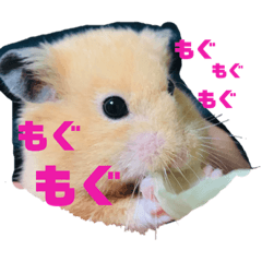 わが家のはむちゃん軍団襲来