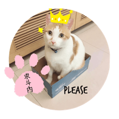 miumiu 的養成計畫