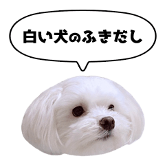 White dog speech balloon