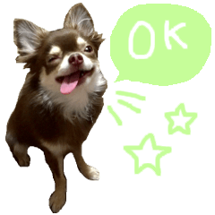chihauhau is name choco light green
