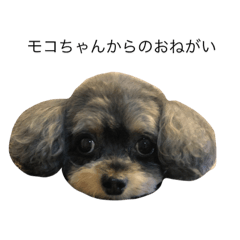 moco_20190429231551