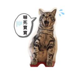極光汪喵日常心聲