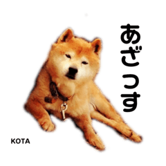 K O T A