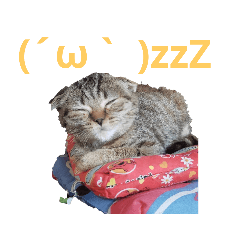 Scottish Fold  Mickey2