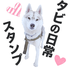 SIBERIAN HUSKY'S Sticker (japanese)