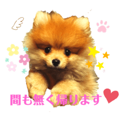 stefan_cutedog_pomeranian1