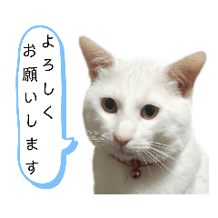 白猫 たま 毎日使えるスタンプ Line スタンプ Line Store