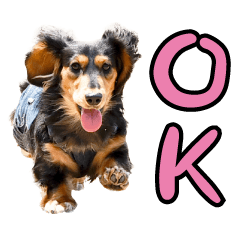 Dachshund dento Sticker