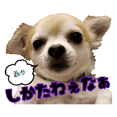 chappy_20190420230508