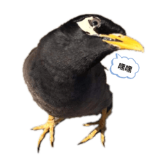 鳥兒子