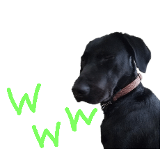 dog_20190501124613
