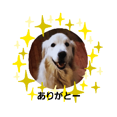 hachi_20190501172552