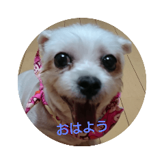love dogs, maltese