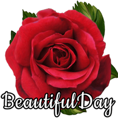 Flicker Roses
