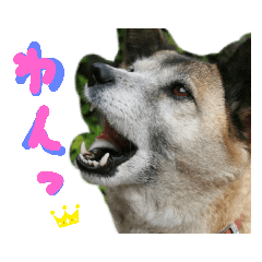 Hachi-'s stamp