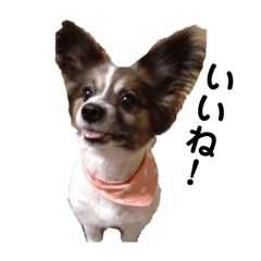 Leo is papillon