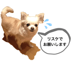 kumakome_20190430191350