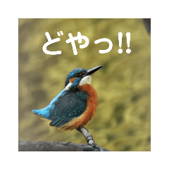Wildbirds say a word. Case Kingfisher