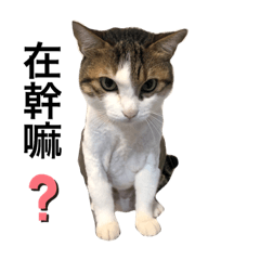 opicat
