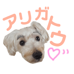 chisahei_20190501190956