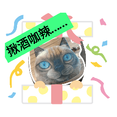 蜜糖貓
