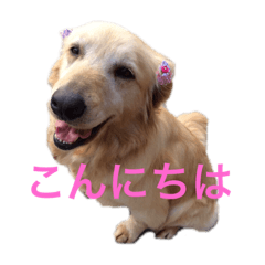 Golden retriever moka