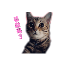 咪咪的心聲