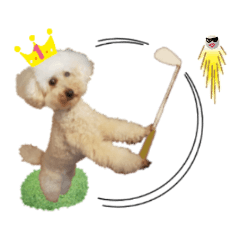 Poodle playing golf