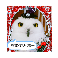 Snowy owl family 4