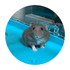 The world's best russian blue hamster 1