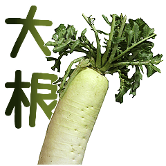 Japanese radish is daikon
