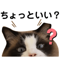 マイペースな猫 ノアくん2