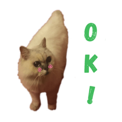 傲嬌咪咪貓