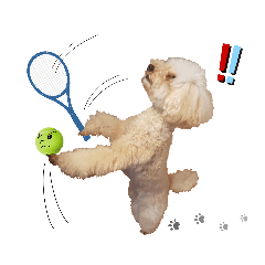 Poodle playing tennis