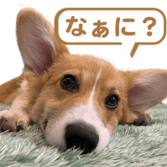 Welsh corgi Poirot