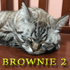 Brownie the Sleepy Neko 2