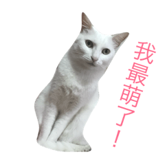 咪咪專屬貼圖