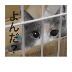 yuzukitty_20190503134804