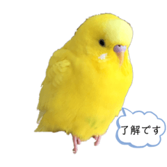 Lemon and Ao Stickers