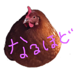 pipipipip