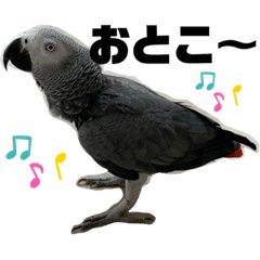 African gray parrot Rui