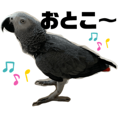 ヨウム Grey Parrot Japaneseclass Jp