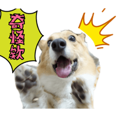三隻小短腿