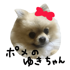 Yuki Of the Pomeranian