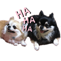 chihuahua Ryuma&Kotaro