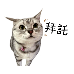 我叫Amy唉咪