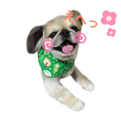Pekingese maru