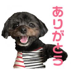 pomepookuma3